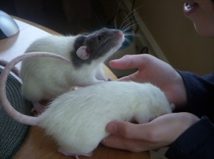 Rascal being cute with Poppy